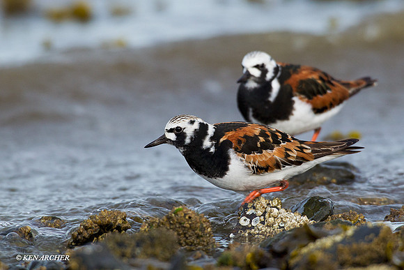RT00110 Ruddy Turnstone
