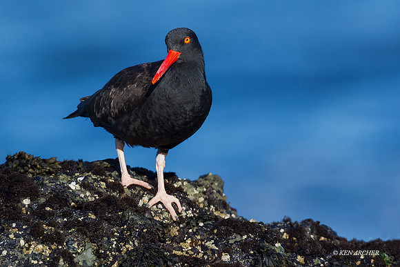 BKOC00333 - Black Oyster Catcher
