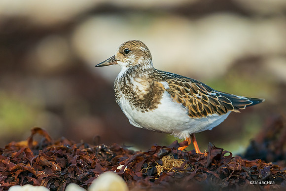 CHRT00286 - Ruddy Turnstone