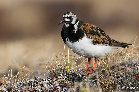 NMRT00116 Ruddy Turnstone
