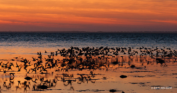 SBV00221 Spring Migration, Shorebird Variety