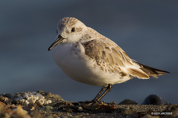 SDLG00190 Sanderling