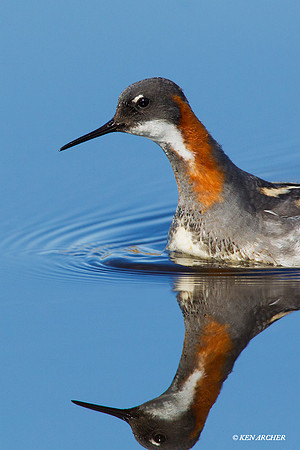 NMRP00048 Red-necked Phalarope