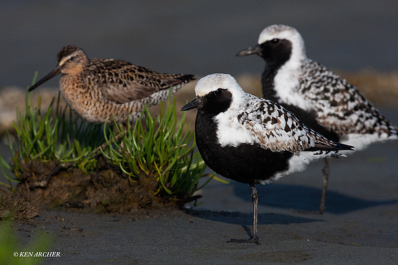 BBP00142 Black-bellied Plover