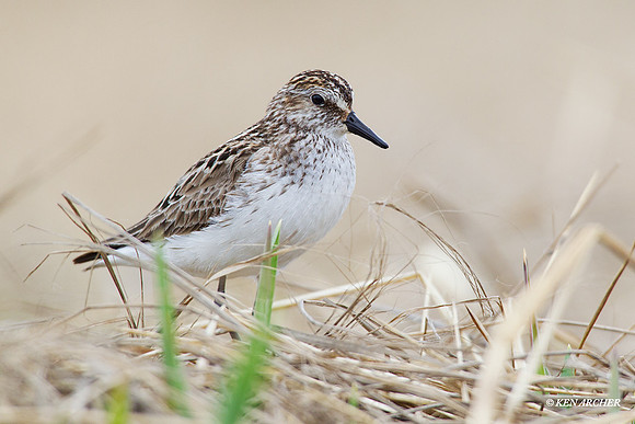 NMSS00038 Semipalmated Sandpiper