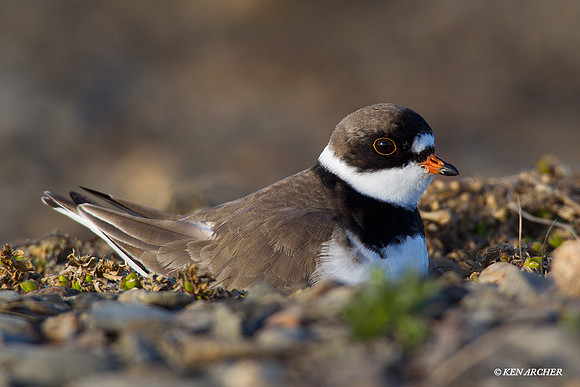 Semipalmated Plover on Nest - NMSP0045