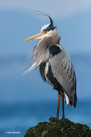 GBH00100 Great Blue Heron