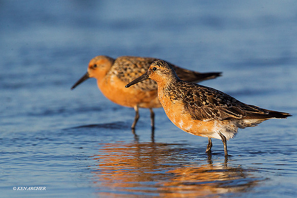 RDKT00311 - Red Knot