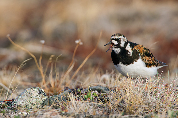 NMRT00196 Ruddy Turnstone