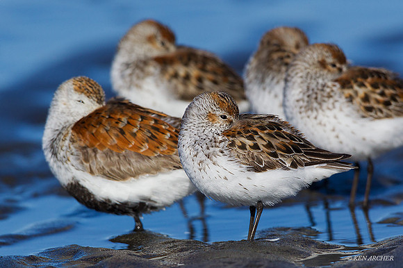 WS00532 - Western Sandpiper