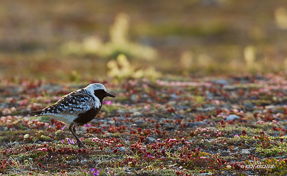 NMBP00177 - Black-belled Plover