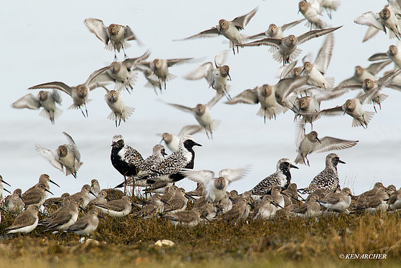 BBP00299 Black-bellied Plover
