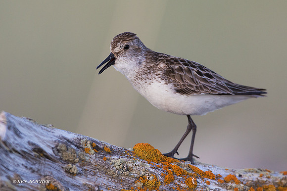 NMSS00161 - Semipalmated Sandpiper