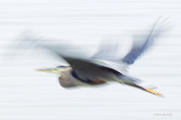 GBH00294 Great Blue Heron