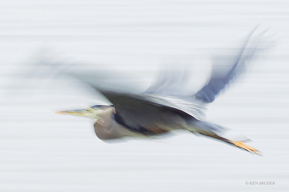 GBH00294 Great Blue Heron