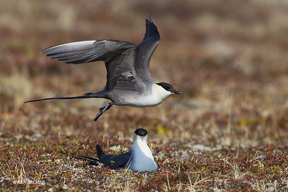 NMLJ00713 Long-tailed Jaeger