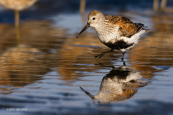 DN00116 Dunlin