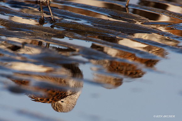 DN00186 Dunlin