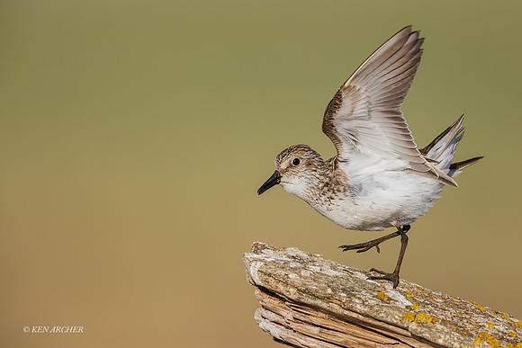 NMSS00303 - Semipalmated Sandpiper