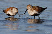 DN00214 Dunlin