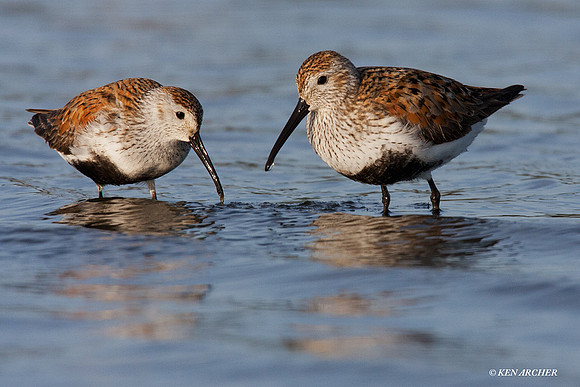 DN00214 Dunlin