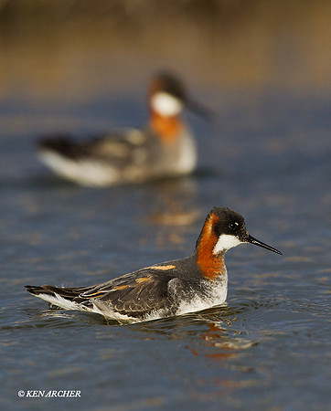 NMRP00139 Red-necked Phalarope