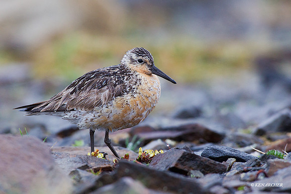 NMRK00031 Red Knot