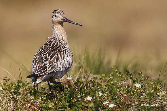 NMBG00016 - Bar-tailed Godwit