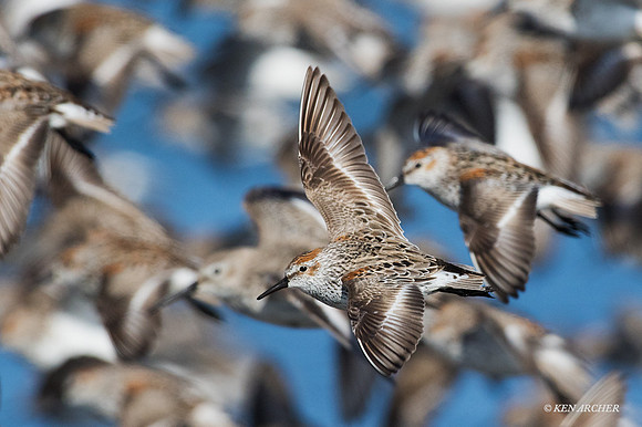 WS00343 - Western Sandpiper