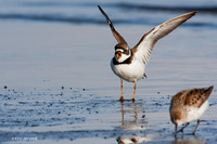 SP00116 Semipalmated Plover