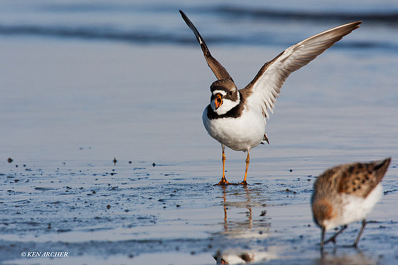 SP00116 Semipalmated Plover