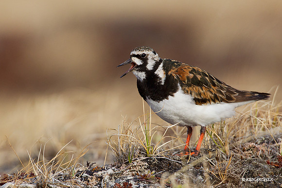 Ruddy Turnstone - NMRT00112