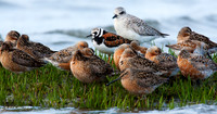 SBV00528 Spring Shorebird Migration