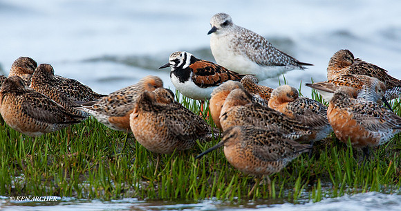 SBV00528 Spring Shorebird Migration