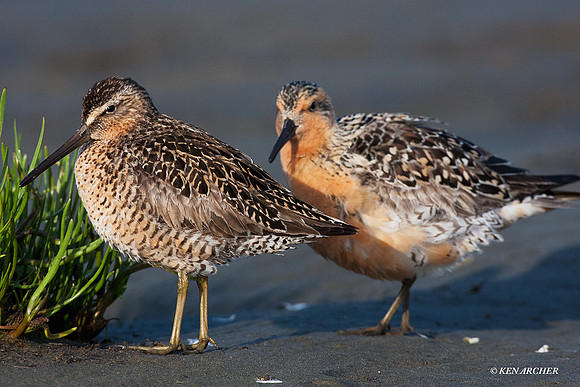 LD00134 Long-billed Dowitcher