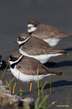 SP00145 Semipalmated Plover