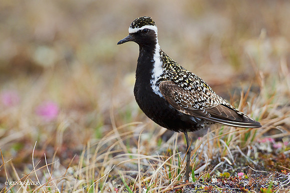 NMGP00063 Pacific Golden Plover