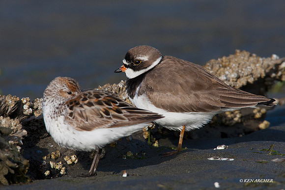 SBV00417 Spring Shorebird Migration