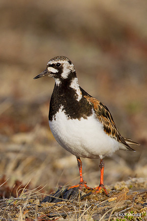 NMRT00231 Ruddy Turnstone