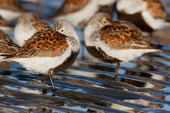 DN00188 Dunlin