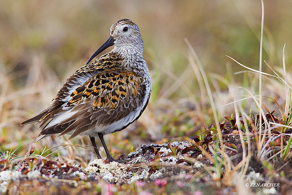 NMDN00034 Dunlin