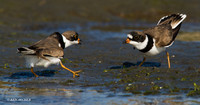 SP00092 Semipalmated Plover