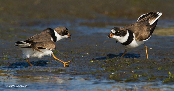 SP00092 Semipalmated Plover
