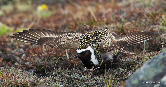 AMGP00228 - American Golden Plover