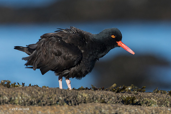 BKOC00512 - Black Oyster Catcher