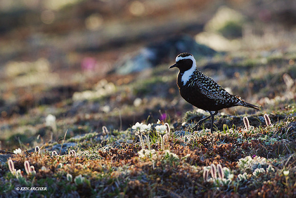 AMGP00171 American Golden Plover