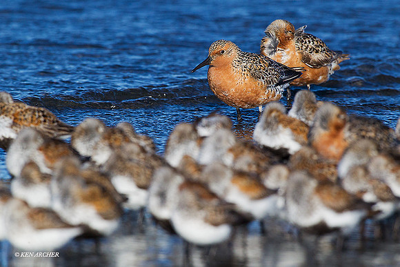 RDKT00207 - Red Knot
