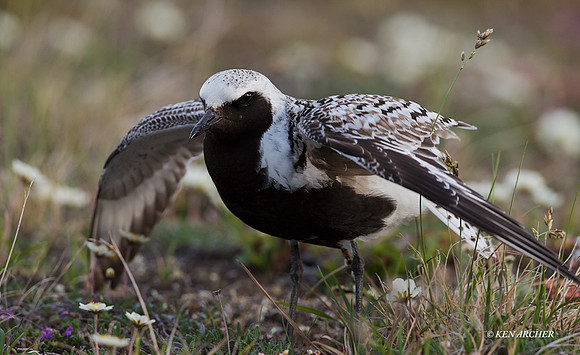 NMBP00425 - Black-bellied Plover