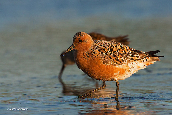 RDKT00052 Red Knot