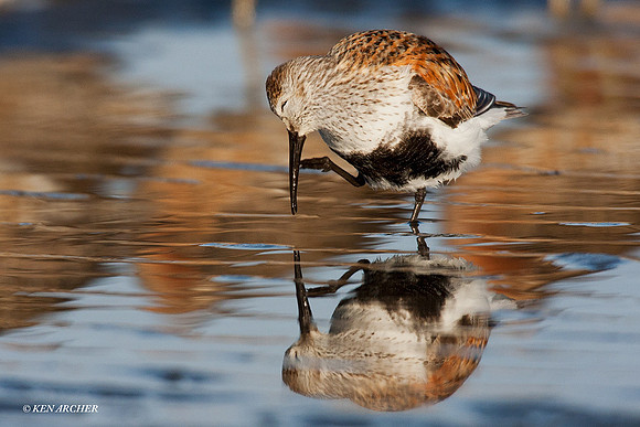DN00115 Dunlin